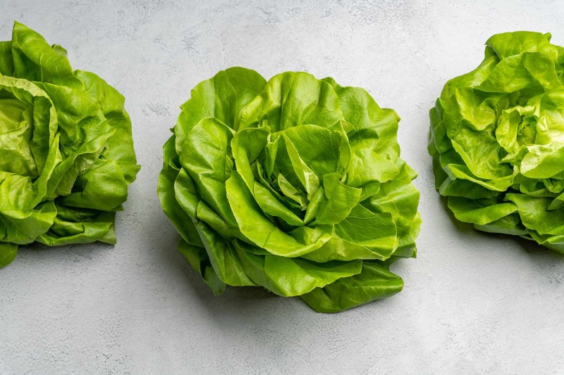 What Is Bibb Lettuce?